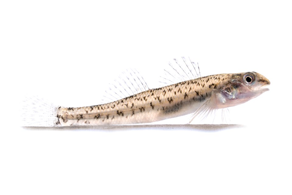 Johnny Darter (Etheostoma nigrum)