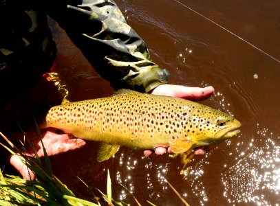 Brown trout photo