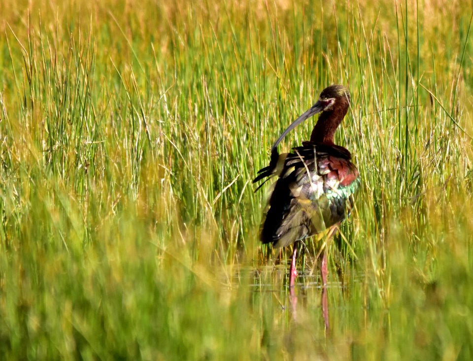 White-faced ibis at Seedskadee National Wildlife Refuge