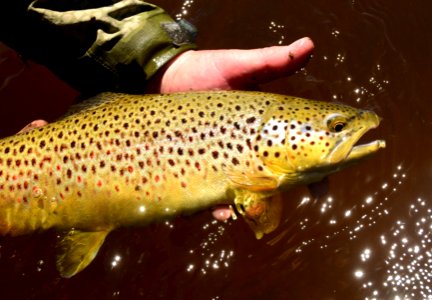 Brown trout photo