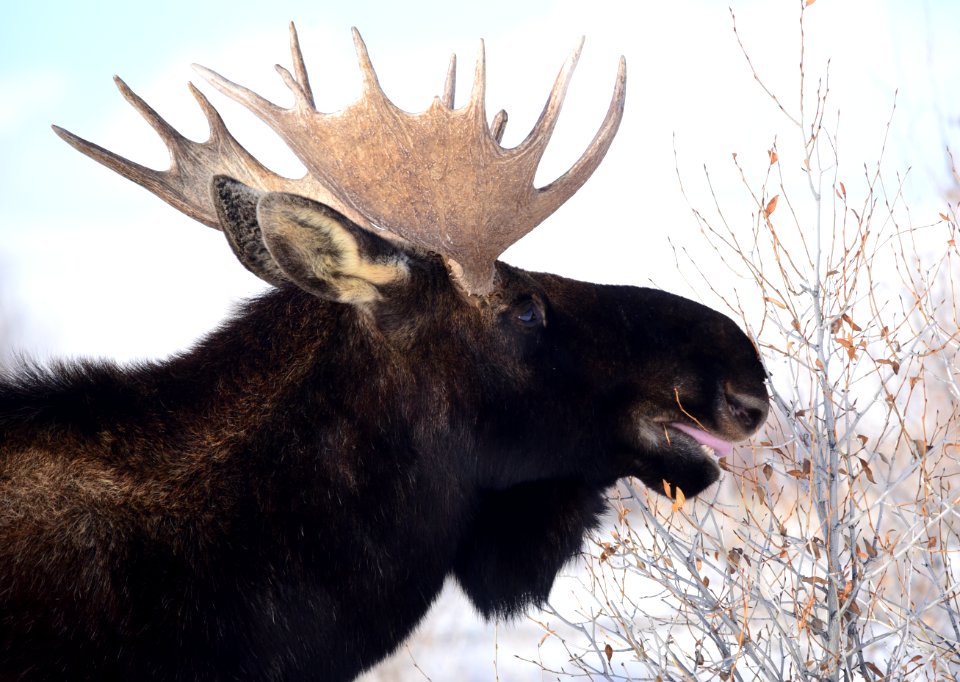 Moose at Seedskadee National Wildlife Refuge