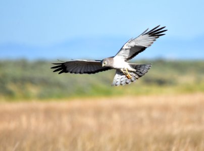 Northern harrier at Seedskadee National Wildlife Refuge photo