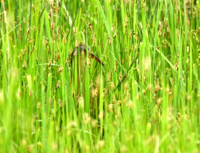 Virginia rail at Seedskadee National Wildlife Refuge
