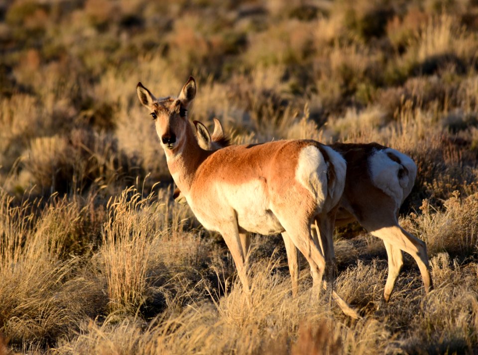 Pronghorn at Seedskadee National Wildlife Refuge