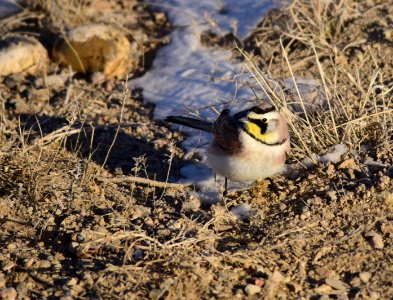 Horned lark at Seedskadee National Wildlife Refuge