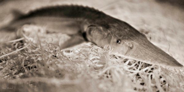 Juvenile Pallid Sturgeon photo