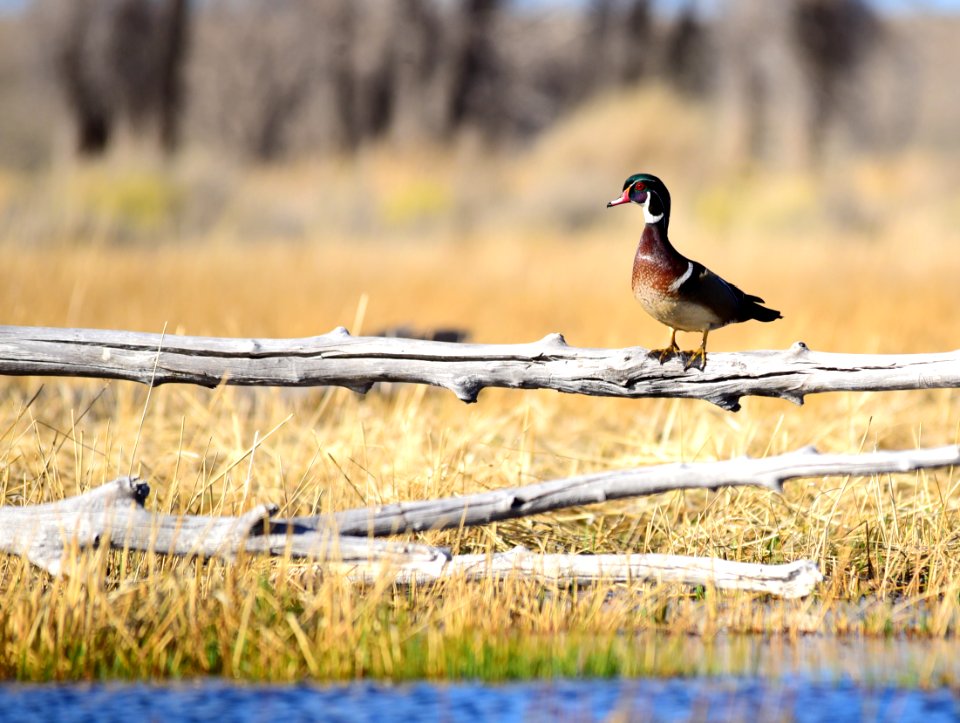 Wood duck at Seedskadee National Wildlife Refuge