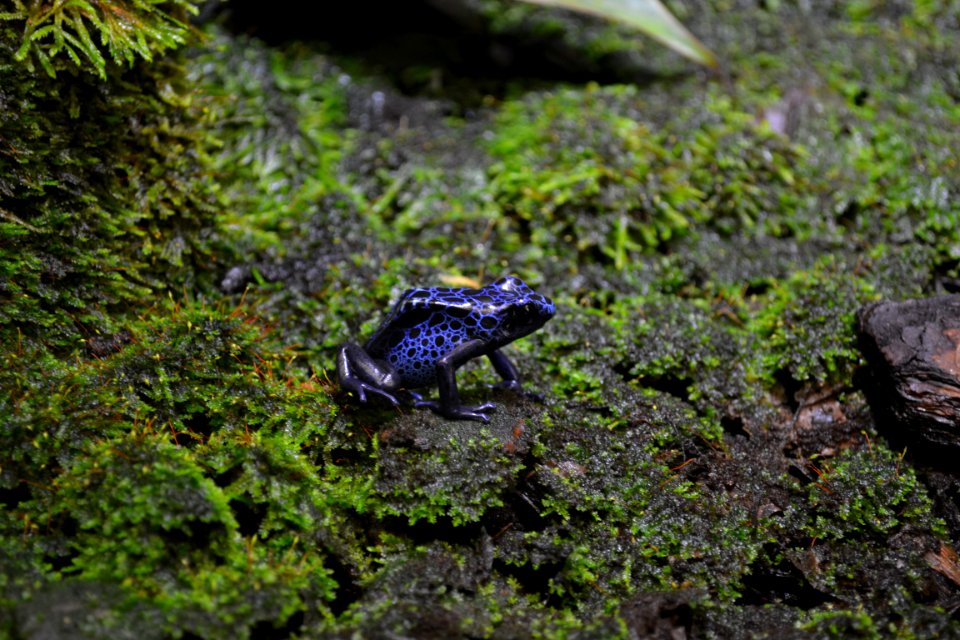 poison dart frog