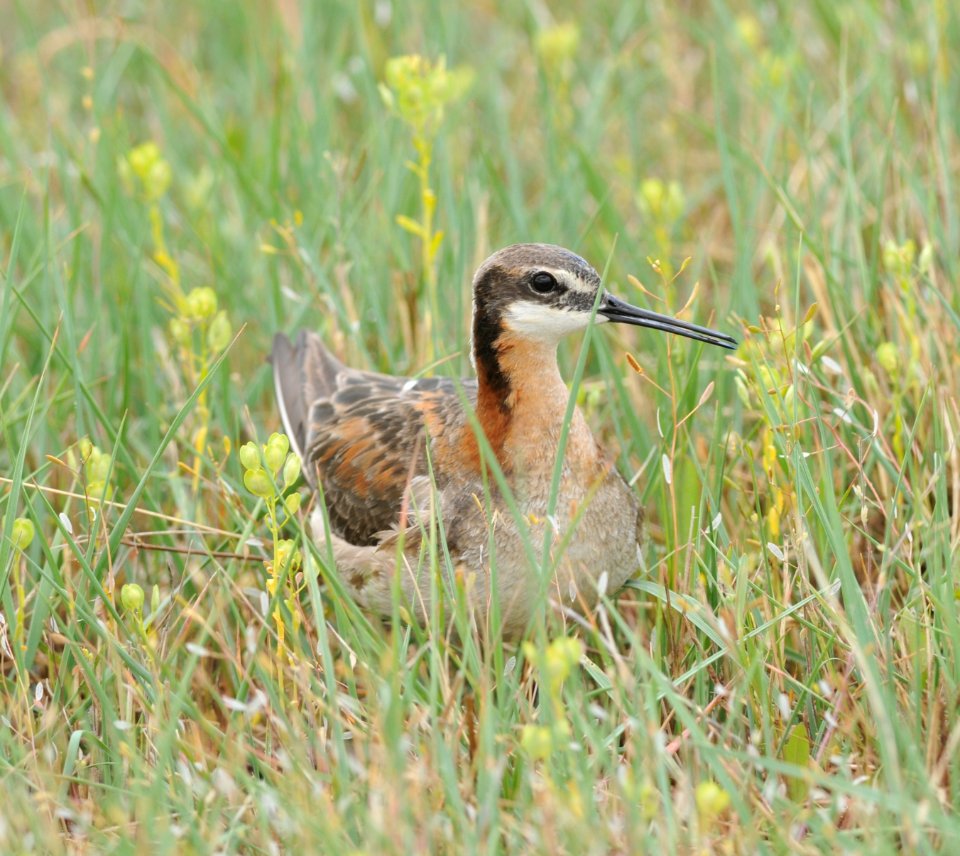 Wilson's Phalarope, Scott Somershoe