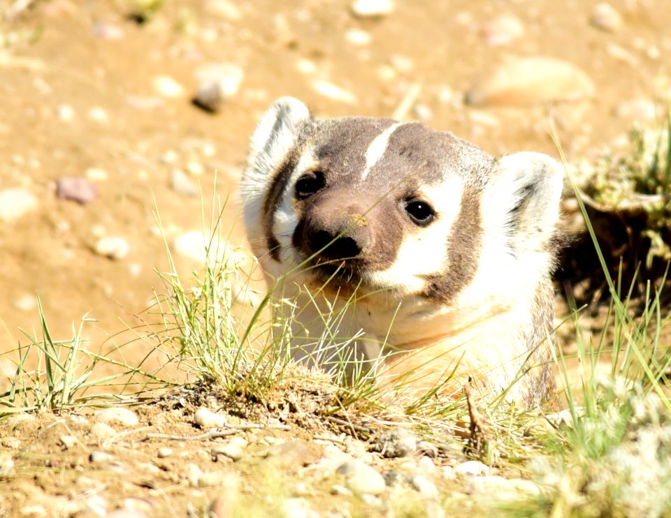 American badger at Seedsakdee National Wildlife Refuge