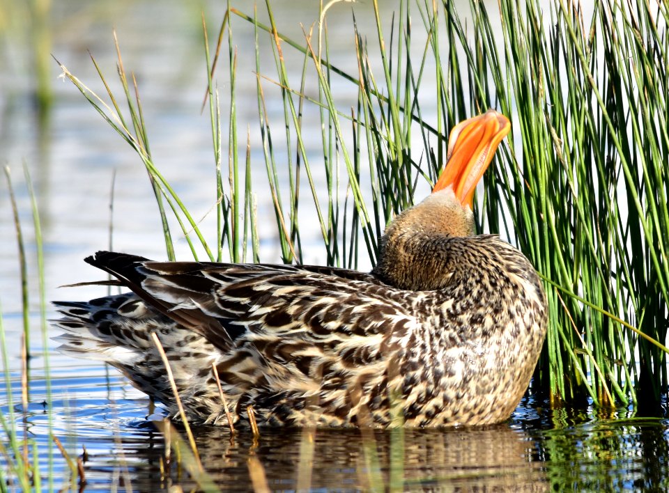 Northern shoveler at Seedskadee National Wildlife Refuge