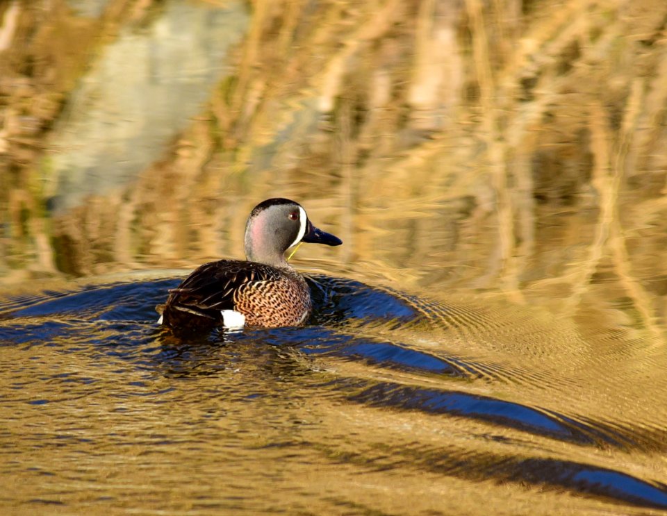 Blue-winged teal at Seedskadee National Wildlife Refuge