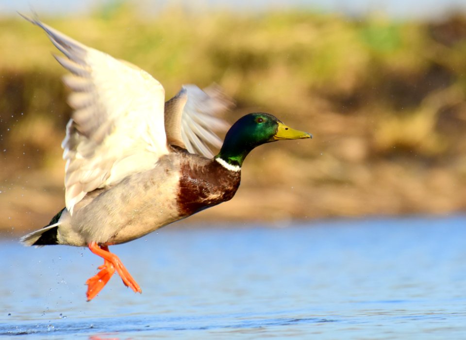 Mallard at LaCreek National Wildlife Refuge