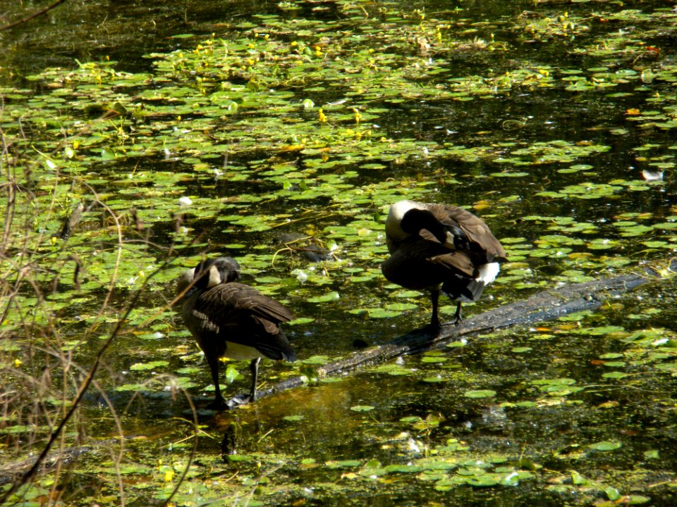Canada Geese, Valley Mill Park