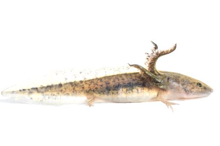 Tiger salamander larvae photo