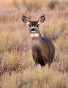 Mule deer at Seedskadee National Wildlife Refuge