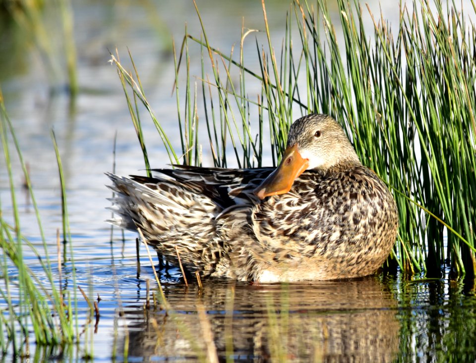 Northern shoveler at Seedskadee National Wildlife Refuge