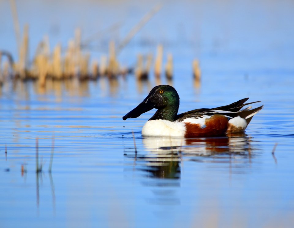 Northern shoveler on Seedskadee National Wildlife Refuge