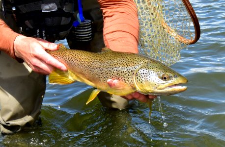 Brown Trout photo
