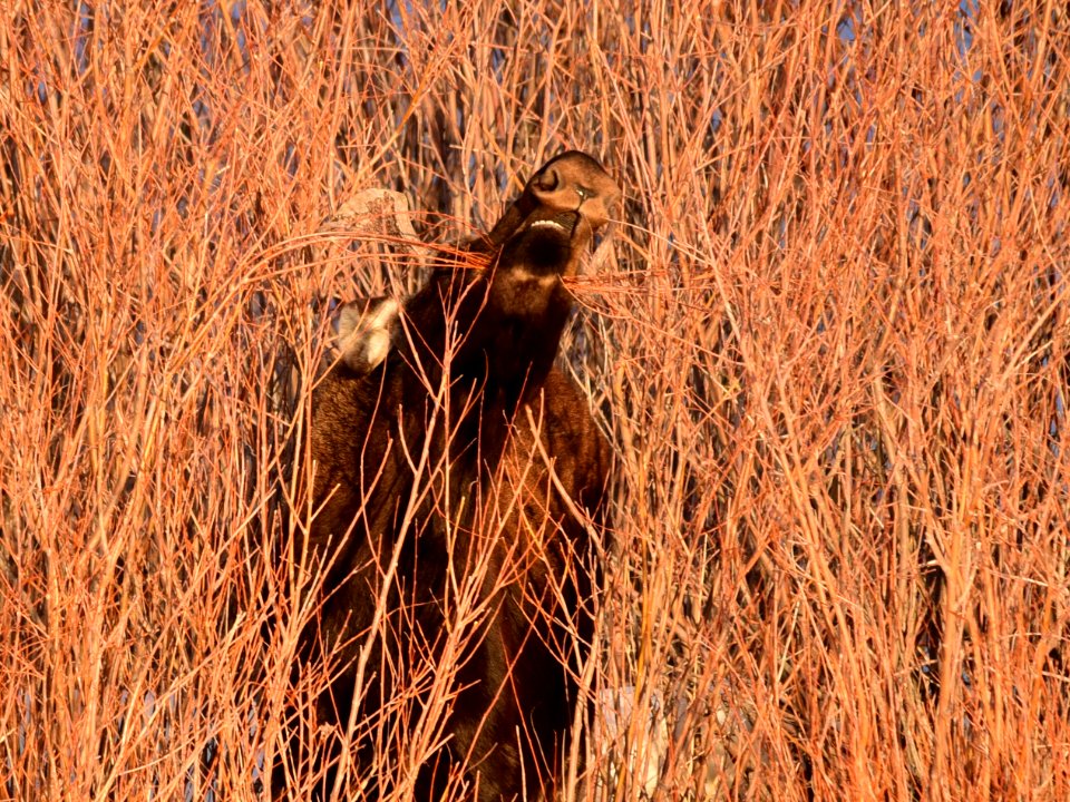 Moose at Seedskadee National Wildlife Refuge