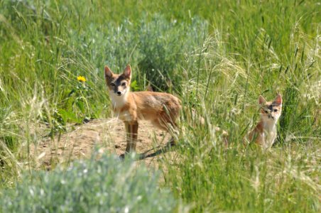 Swift Fox, Scott Somershoe 2