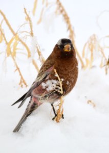 Gray-crowned rosy-finch at Seedskadee National Wildlife Refuge