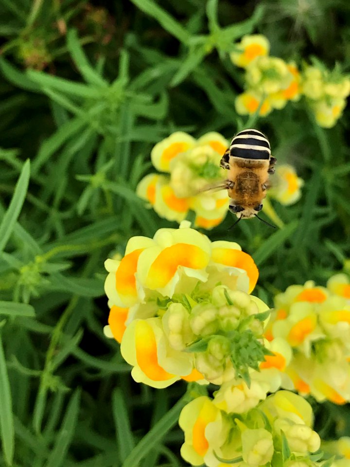 Walsh's Digger Bee (Anthophora walshii) on Yellow Toadflax (Linaria vulgaris)