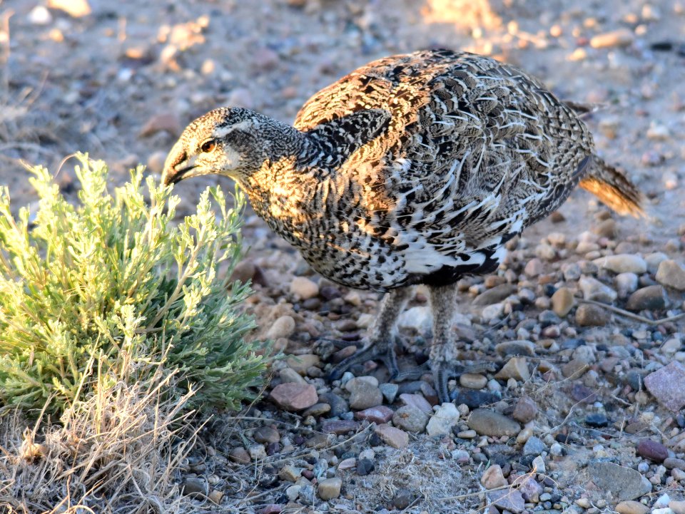 Greater sage-grouse at Seedskadee National Wildlife Refuge