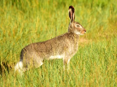 White-tailed jackrabbit at Arapaho National Wildlife Refuge