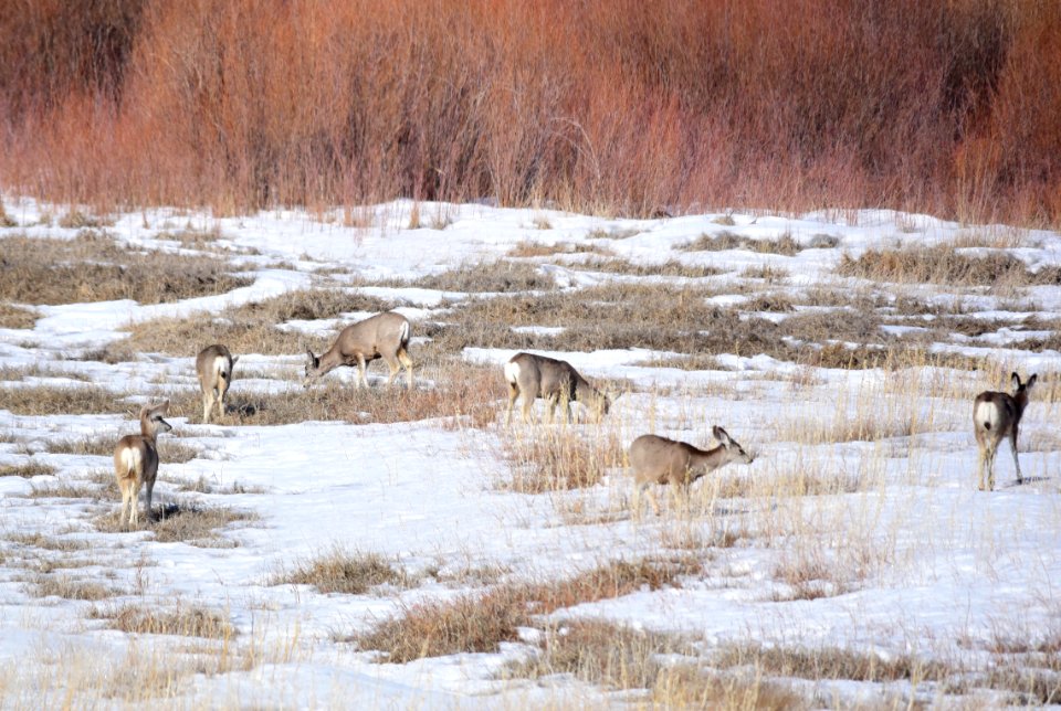Mule deer at Seedskadee National Wildlife Refuge