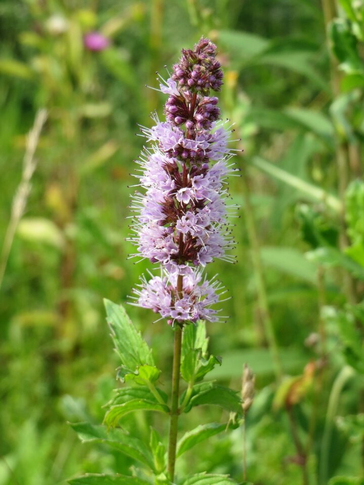 Wildflower flora inflorescence