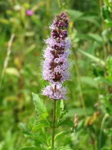 Wildflower flora inflorescence