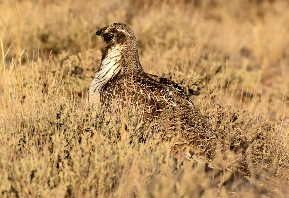 Greater sage-grouse at Seedskadee National Wildlife Refuge