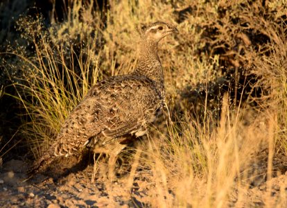 Greater sage-grouse at Seedskadee National Wildlife Refuge