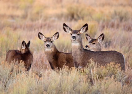 Mule deer at Seedskadee National Wildlife Refuge