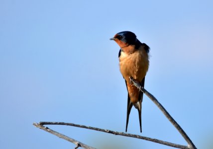 Barn swallow at Seedskadee National Wildlife Refuge photo