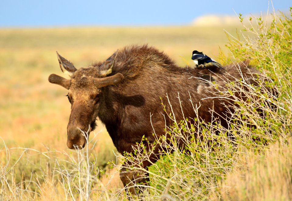 Moose at Seedskadee National Wildlife Refuge