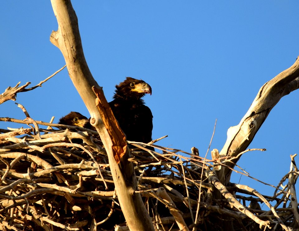 Bald eagle at Seedskadee National Wildlife Refuge