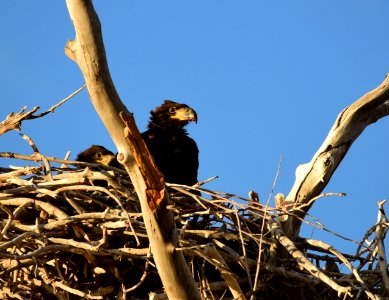 Bald eagle at Seedskadee National Wildlife Refuge