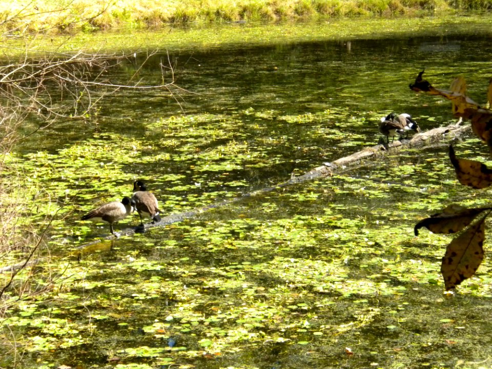 Canada Geese, Valley Mill Park