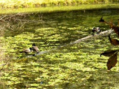Canada Geese, Valley Mill Park