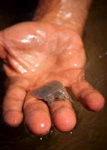Hatchling Smooth Softshell Turtle