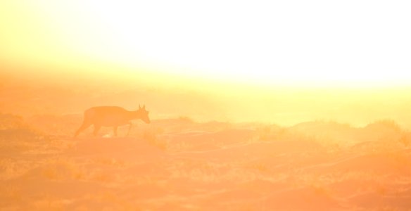 Pronghorn in sunset fog at Seedskadee National Wildlife Refuge