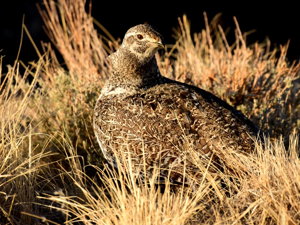 Greater sage-grouse at Seedskadee National Wildlife Refuge