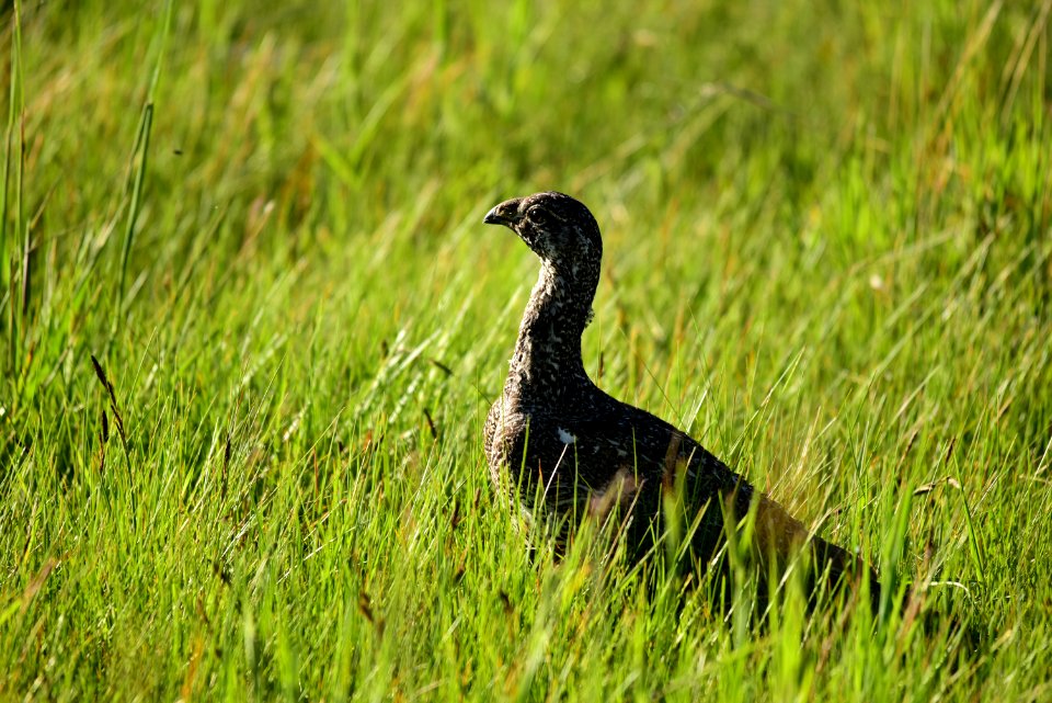 Greater sage-grouse at Arapaho National Wildlife Refuge