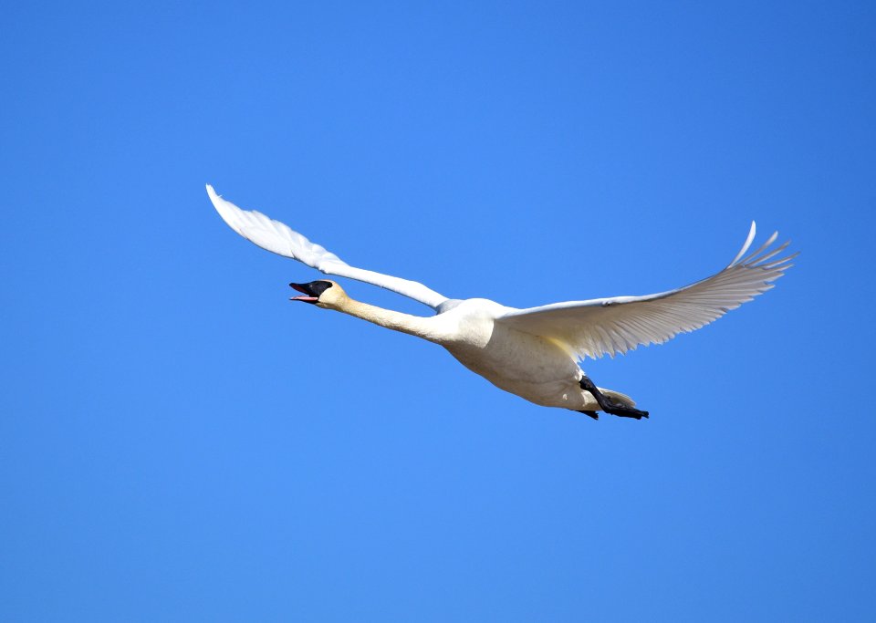 Trumpeter swan at Seedskadee National Wildlife Refuge