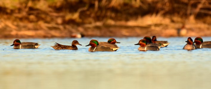 Green-winged teal at LaCreek National Wildlife Refuge