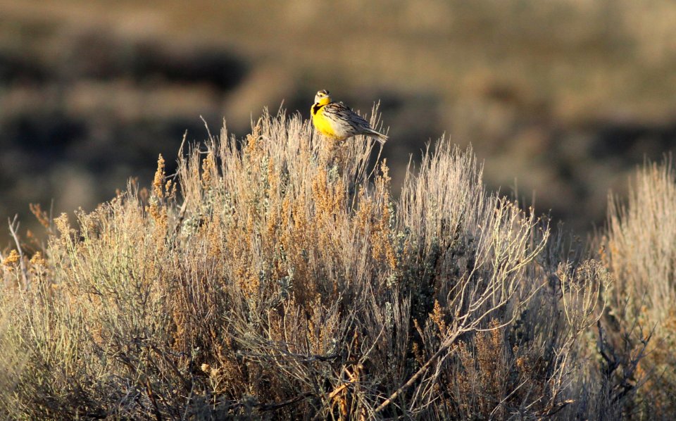 Western meadowlark