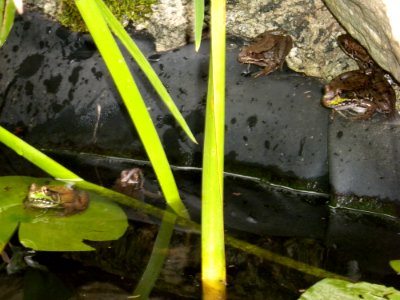 Too Many Frogs in our Pond