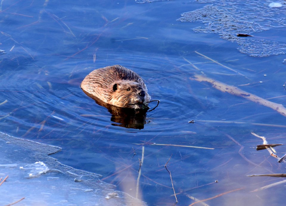 North American Beaver at Seedskadee National Wildlife Refuge